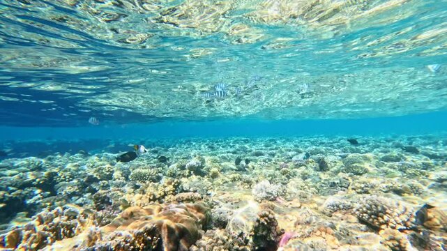 Shallow coral reef under clear water surface with sunlight patterns and tropical marine ecosystem