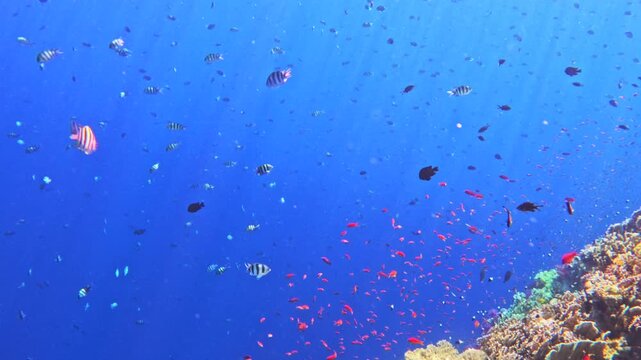 School of anthias fish swimming in open blue water above coral reef