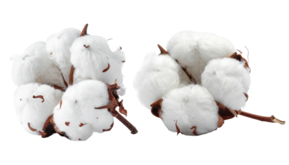 Close-up view of two natural cotton bolls with fluffy white fibers on a white background.