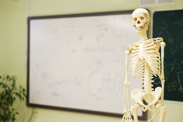 Anatomical skeleton model displayed in classroom, surrounded by educational materials and a chalkboard, enhancing biology lesson for students in school environment