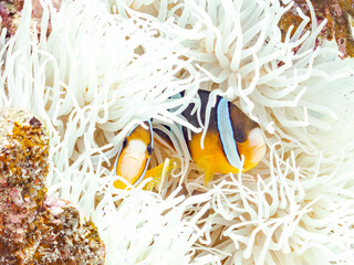 クマノミ, クマノミ亜科, 一家
Yellowtail clownfish, Clark's Anemonefish, Amphiprion...