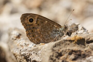 Closeup on a European mediterranean Wall Brown butterfly Lasiommata megera sitting on a stone