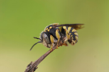 Closeup on a cute small male European woolcarder bee, Antidiellum strigatum sitting on top of a little twig