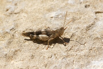 Obraz premium Closeup on a European grasshopper , Oedipoda sitting on a stone in the Gard, France