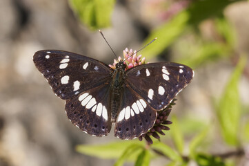 Obraz premium Closeup on a Southern white admiral butterfly, Limenitis reducta with open wings