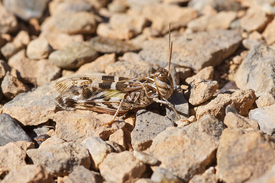 Closeup on a European mediterranean Handsome Cross Grasshopper , Oedaleus decorus sitting on stone