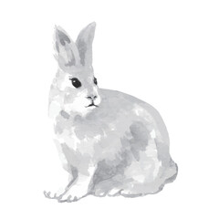 watercolor rabbit