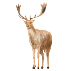 watercolor deer