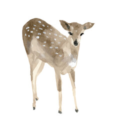 watercolor deer
