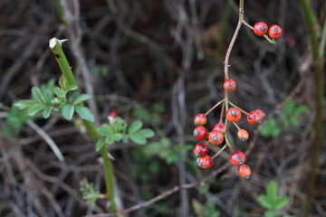 野山で見つけた愛らしいノイバラの実の房