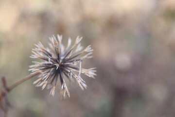 冬の乾燥した空気の中に佇むコセンダングサの種