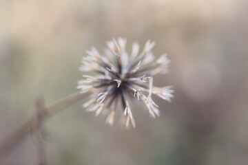 背景のボケに浮かび上がるコセンダングサの種