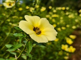 damiana flower in the morning
