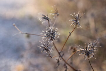 マクロ撮影で捉えたコセンダングサの種子の質感