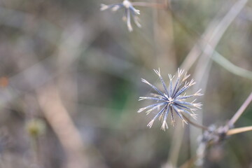 冬の柔らかな光に包まれたシンプルな種子の姿