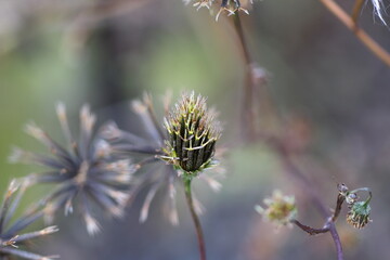 冬を前に準備を整えるコセンダングサの種子