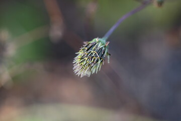 微細なトゲが特徴的なコセンダングサの種子