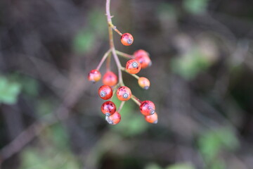 庭園のアクセントになるシンプルなノイバラの実