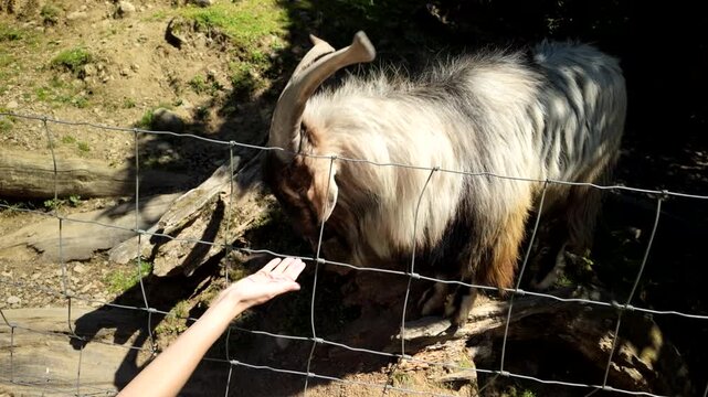 Hand Feeding Horned Goat Through Wire Fence In Sunlight