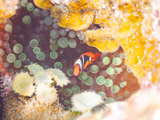 ハマクマノミ, クマノミ亜科,一家
Tomato clownfish, Amphiprion...