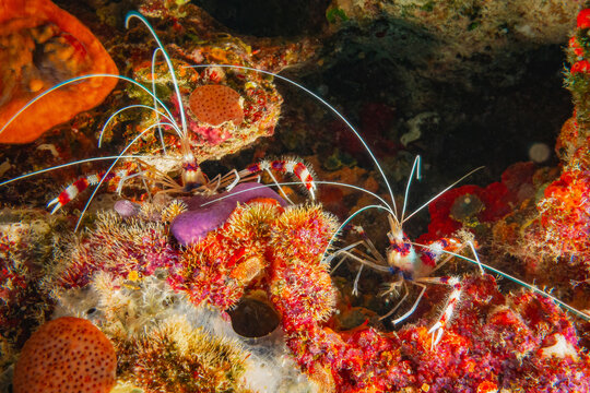 Coral Banded Shrimp or Banded Cleaner Shrimp (Stenopus Hispidus), Maldives, Indian Ocean
