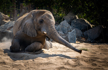 Fototapeta premium African elephant (Loxodonta africana) kneeling in the sand with trunk extended in a sunny outdoor habitat.