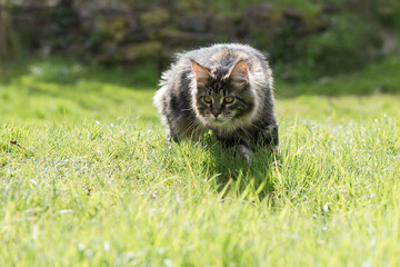 Black-tabby Maine Coon Katze im Garten