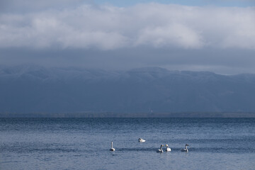 Swans on Lake Inawashiro with Misty Mountains in Winter, Fukushima Japan / Winter lakeside scenery / 冬の猪苗代湖に佇む白鳥と霞む山並み