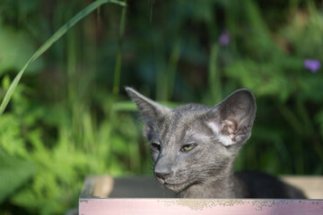 Orientalisch Kurzhaar Kitten in einer Box im Garten