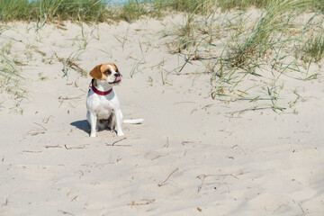 Beagle Mischling am Nordsee Strand