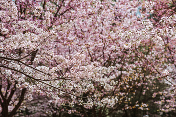 Flowers on the branches of a tree in a Japanese park. Pink sakura is in bloom. Spring is here, and nature is coming to life. Japanese sakura is in bloom in a spring garden.