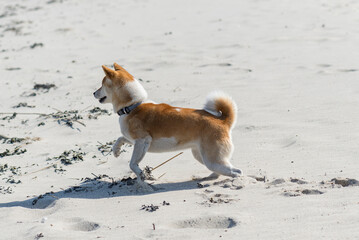 Shiba Inu hat Spa&szlig; am Nordsee Strand