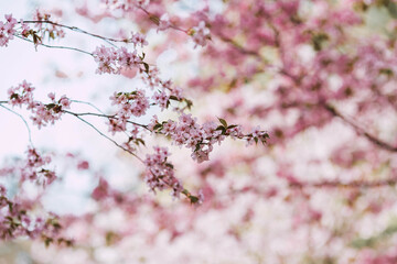 Flowers on the branches of a tree in a Japanese park. Pink sakura is in bloom. Spring is here, and nature is coming to life. Japanese sakura is in bloom in a spring garden.