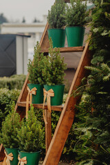 Small Potted Evergreen Trees with Ribbons on Wooden Ladder Outdoors