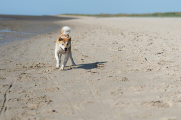 Shiba Inu am Strand 