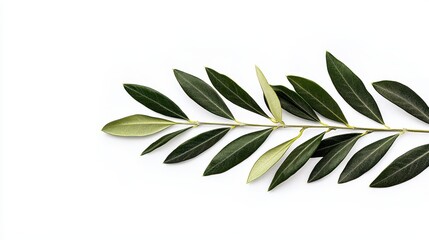 Elegant Green Olive Leaves on White Background for Natural Aesthetic and Design