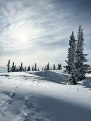 Snowy forest landscape with frosted pine trees under sunlight.