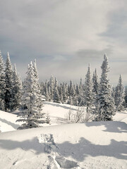 Frosted pine trees and snow mounds in winter mountain forest
