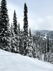 Snowy pine trees on mountain slope under cloudy sky