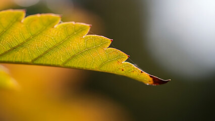 Vibrant Yellow Leaf with Autumnal Hues