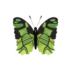 Malachite butterfly. Isolated watercolor illustration for a children's encyclopedia or article on butterfly collecting or entomology. Sticker or drawing for stationery, notebooks, notepads.