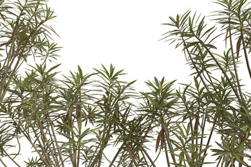 Lush green tropical plants with elongated leaves and reddish stems frame a dark void, suggesting dense undergrowth or an isolated botanical element