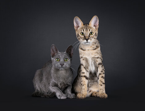 2 Different color Savannah cat, sitting and laying side by side facing front. Looking attentive towards camera. Isolated on a black background.