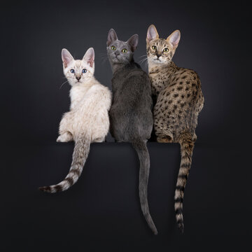 3 Different color Savannah cat, sitting side by side backwards o an ede. Looking attentive over shoulder towards camera. Isolated on a black background.