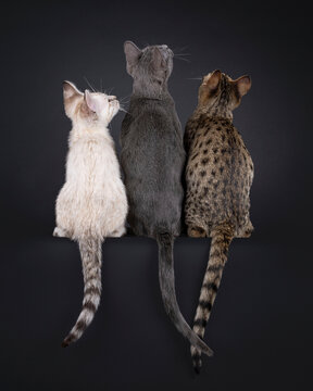 3 Different color Savannah cat, sitting side by side backwards on an ede. Looking attentive upwards, away from camera. Isolated on a black background.