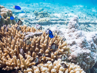 ナンヨウハギ, ニザダイ科,
Palette surgeonfish, Fragtail surgeonfish, Paracanthurus hepatus,
フタスジリュウキュウスズメダイ, スズメダイ科,
Reticulated Dascyllus, Dascyllus reticulatus,
Juvenile,
美しいサンゴ礁と熱帯魚の群れ。
安慶名敷島沖縄県
島尻郡慶良間諸島座間味島