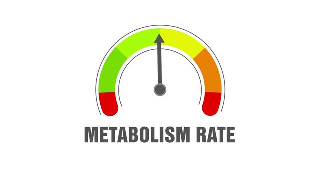 Animated metabolism rate meter decreasing from normal to low level, ideal for concepts related to slow metabolism, weight management and health awareness