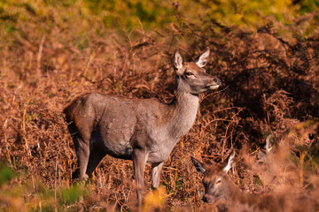 red deer doe with fawn
