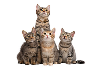 Obraz premium Four tabby kittens pyramid formation sitting gazing upward attentively, isolated on a transparent background