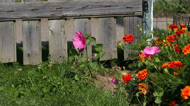 A pink lavatera sways in a garden during strong wind. Bright fiery orange marigolds move softly in the blurred background. Close-up summer video with natural motion.